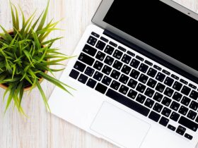 Best Office Plants to Increase Productivity and Reduce Stress