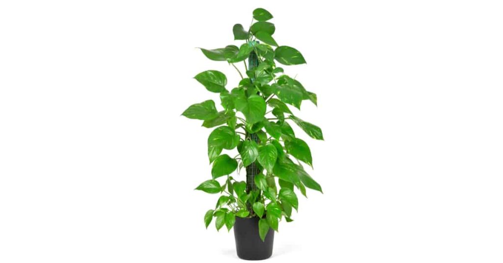 Money Plant