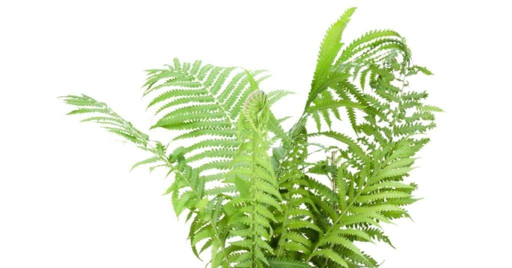 Ferns