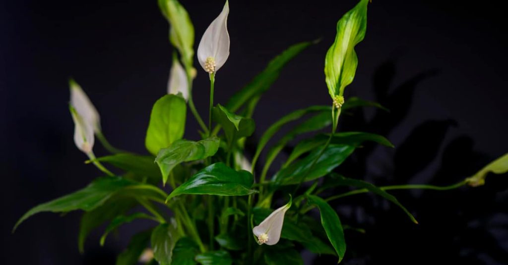 Peace Lily