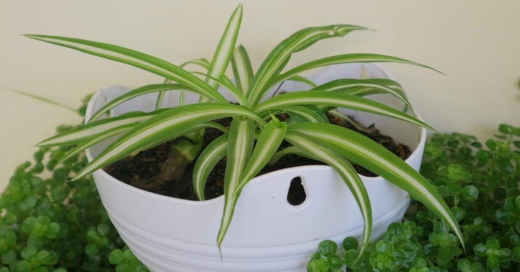 Spider Plant